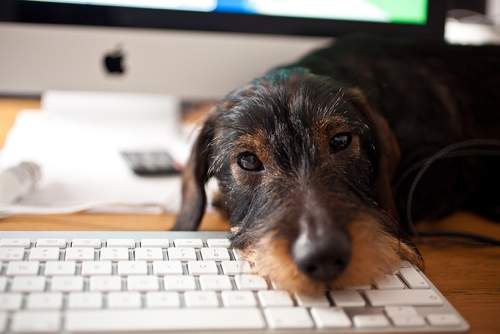 Dog on keyboard